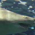 Marineland - Aquarium - 034